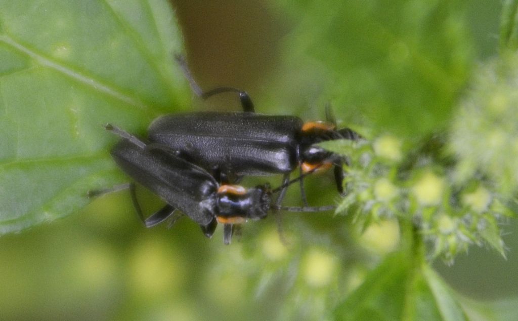 Cantharis obscura ?
